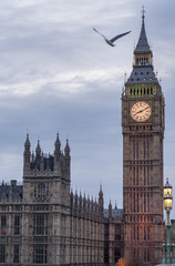 Fototapeta na wymiar Big Ben and house of parliament - Flying bird over tower