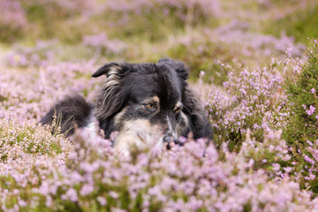 Australian Shepherd Hund liegt in der Heide