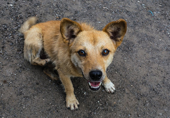 Little red dog with open mouth.