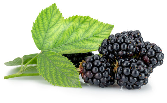 blackberries isolated on the white background