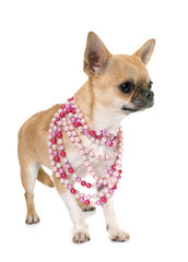 young chihuahua in studio