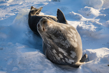 Тюлень уэддела.