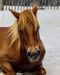 Brown horse relaxing on sand in Assateague Island Maryland