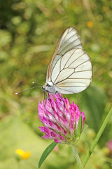 pieride del biancospino (Aporia crataegi)