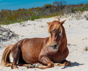 Brown horse relaxing on sandy beach in Assateague Island Maryland