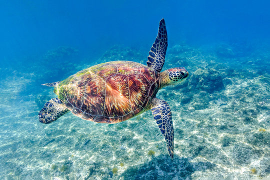 Green sea turtle (Chelonia mydas) coming up to the surface for air, Apo Island Marine Reserve, Negros Oriental Province, Republic of the Philippines.