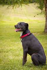 Sweet and contented looking black Lab mix happily sitting under a tree on a green grassy lawn facing left