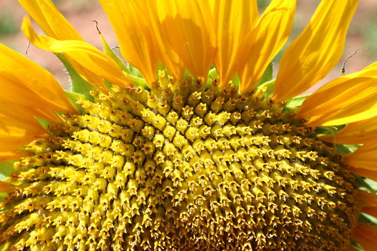 sunflower in the countryside, summer holiday