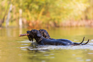 two black colored Standard Schnauzer in water