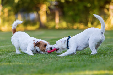 two Parson Russell Terrier fighting for a toy