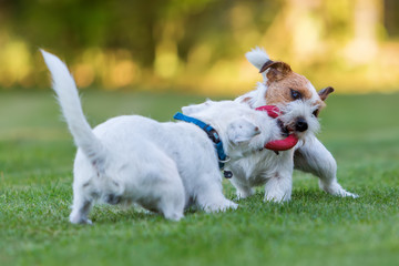 two Parson Russell Terrier fighting for a toy