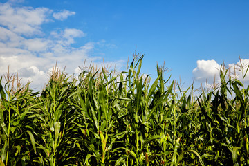 Corn field and sky with beautiful clouds / Corn field