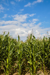 Corn field and sky with beautiful clouds / Corn field