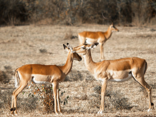 Naklejka na ściany i meble Two young antelope standing next to each other and touching their heads against the background of the savannah in the Massai Mara National Park in Kenya