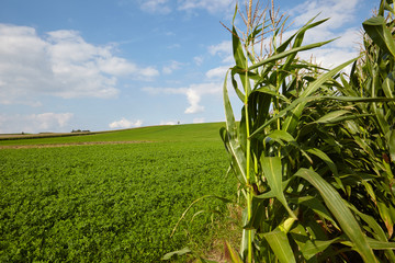 Edge of corn field with a bright blue sky at sundown.