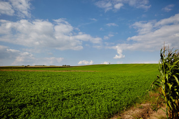 Corn field and sky with beautiful clouds / Corn field