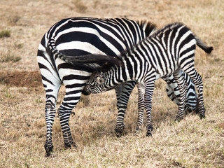 Little baby zebra is about mothers and sucks milk on background of field with grass in the Massai Mara National Park in Kenya