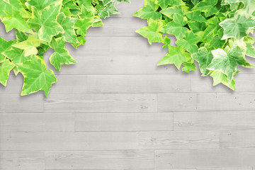 white wood green ivy