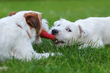 two Parson Russell Terrier fighting for a toy