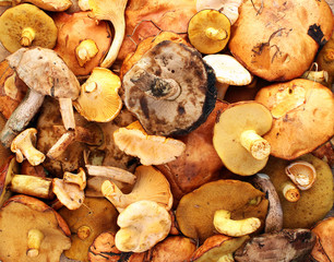 Chanterelle, yellow and red boletus, aspen and birch mushroom - autumn natural background