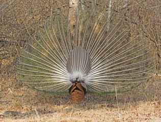 Rear View of a Peacock Displaying