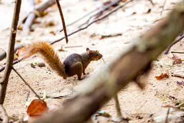 Red-tailed squirrel / Costa Rica / Cahuita