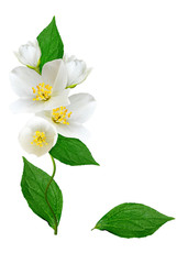 Naklejka na ściany i meble White jasmine flower.