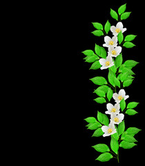   branch of jasmine flowers isolated on black background. spring