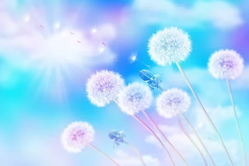 Foto op Plexiglas Fluffy dandelion flower against the background of the summer lan © alenalihacheva