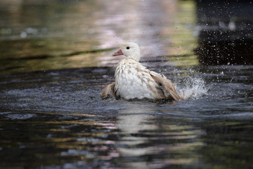 Mandarin Duck, Aix galericulata - leucistic bird.