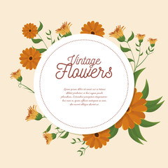 vintage flowers frame decoration vector illustration design