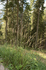Forest on the mountains of Grosser Ahornboden in Eng Austria