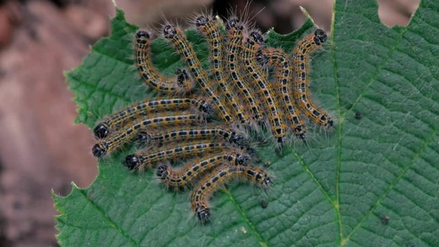 Buff-tip moth (Phalera bucephala) early instar caterpillars. Larvae in the family Notodontidae feeding gregariously, at 25 times normal speed