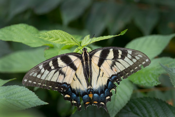 Eastern  Tiger Swallowtail Butterfly