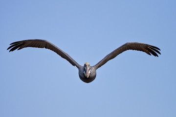 Brown Pelican - Pelecanus occidentalis