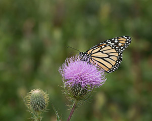 Monarch Butterfly