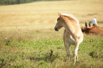two horses - baby horse and mother  on green grass with trees in the background