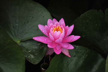 Lotus is getting wet with rain