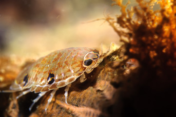 Isopod is waiting for victim.