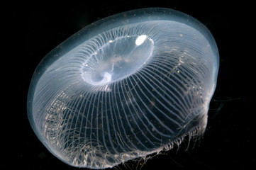 Crystal jellyfish in the dark