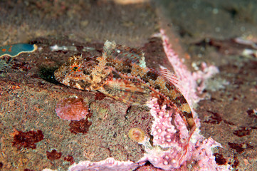 Sculpin fish is resting on the rock