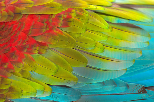Colorful texture of Scarlet Macaw feathers.