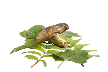 Гриб на фоне листьев,изолированный.