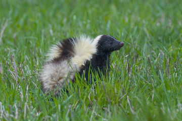 Wild Skunk