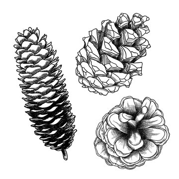 Set of sketch hand drawing pine cones on white background. Collection of Christmas hand drawn fir cones. Male, female conifer cones of various trees cedars, firs, hemlocks, larches, pines and spruces.