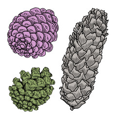 Hand drawing collection of pine cones. Forest vintage elements set of pine, spruce cones. Various color Male and female conifer cones of various trees cedars, firs, hemlocks, larches, pines, spruces.