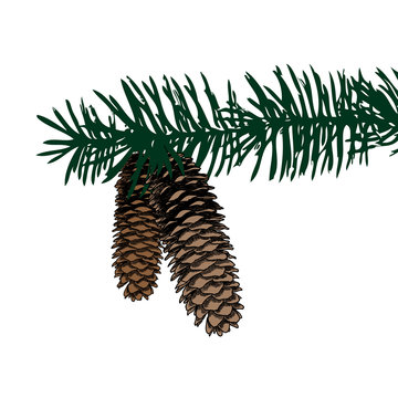 Conifer cone on pine tree branches, pine cone, hand drawing in color pinecone with open scales on branches with needles. 