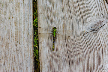 large green dragonfly on a wooden background