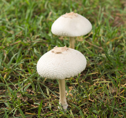 toadstools on  Forest lawn