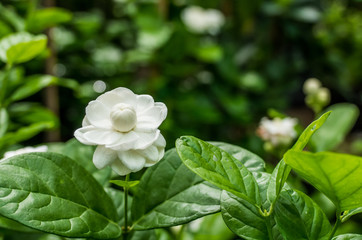 Jasmine flower in the garden